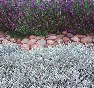 Mediterranean Landscape style Mediterranean Landscape style