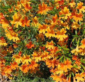 Mimulus aurantiacus