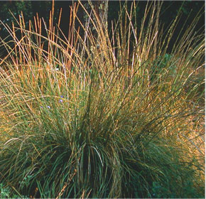 Muhlenbergia rigens