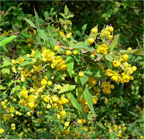 Mahonia nevenii