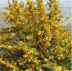 Fremontodendron 'California Glory'