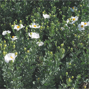 Romneya coulteri