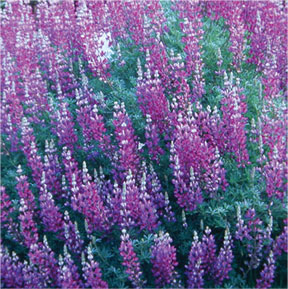 Lupinus albifrons