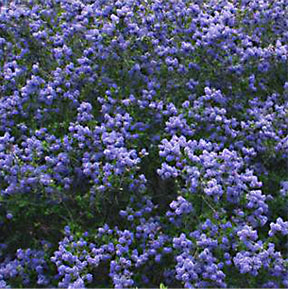 Ceanothus 'Frosty Blue'