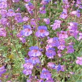Penstamon spectabilis