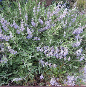 Salvia 'Bees' Bliss'