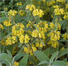 Phlomis fructicosa
