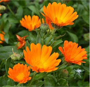 Calendula officinalis