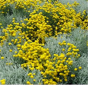 Santolina chamaecyparissus 
