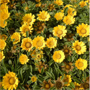 Asteriscus maritimus