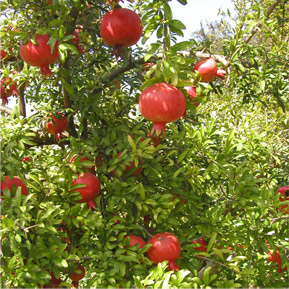Punica granatum
