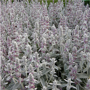 Stachys byzantina