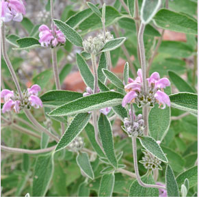 Phlomis purpurea 
