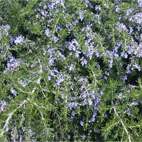 Rosmarinus officianalis