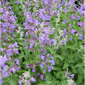 Nepeta faassenii