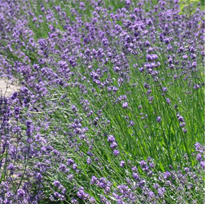 Lavandula x intermedia 'grosso'