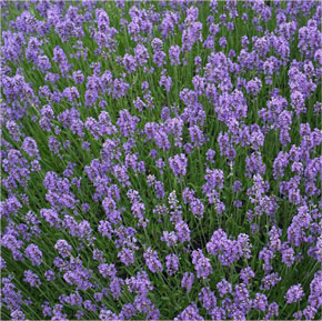 Lavandula augustifolia