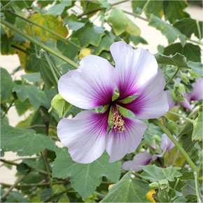 Lavatera maritima