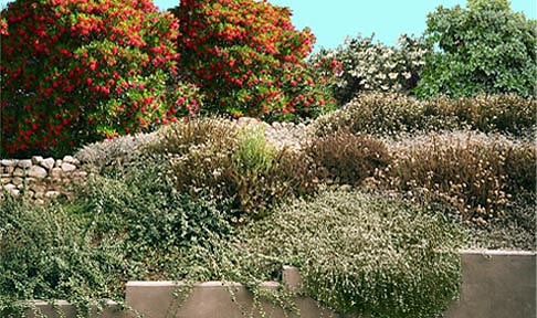 canna, grass, hereroc