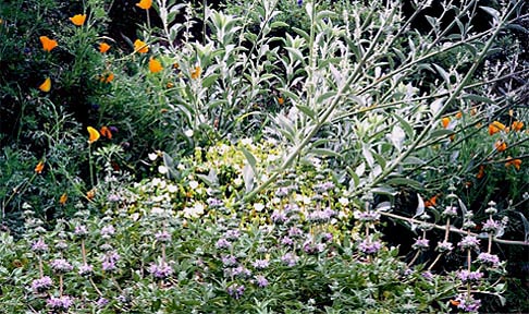 knipho miscan pennis carex