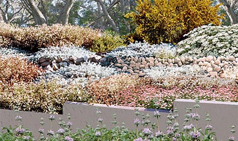 creekbed, miscanthus