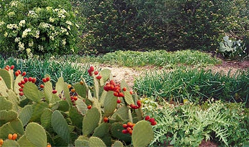 canna, grass, hereroc canna, grass, hereroc