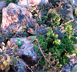 Rock Garden Rocks and Succulents