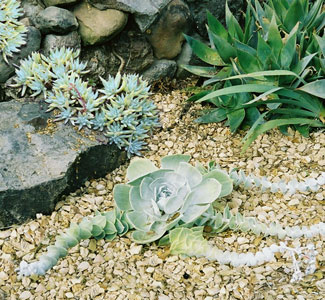 Rocks and Succulents